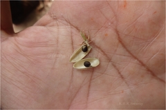 Flemingia paniculata